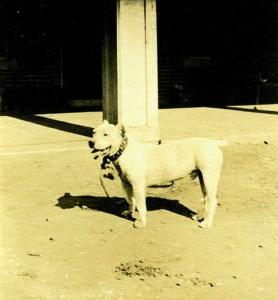Historic photo of Fritz, a white bulldog or terrier, that became known as Dam-it, the mascot of HSU from 1916 to 1920.